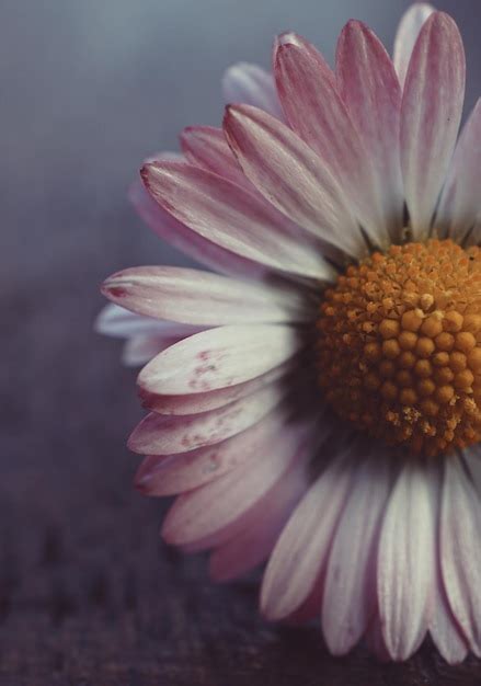 Premium Photo | Daisy flower plant in the garden