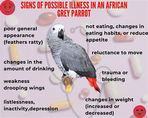 Signs Of Possible Illness In An African Grey Parrot African Grey Parrot