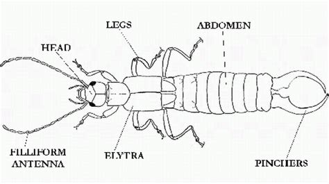 earwig_anatomy.GIF (600×336) | Earwigs, Anatomy, Hair accessories