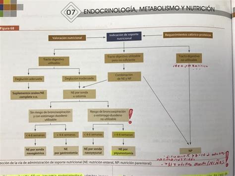 Manejo Y Soporte Nutricional Flashcards Quizlet