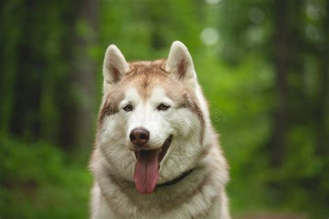 Retrato Del Husky Siberiano Libre Y Hermoso De La Raza Del Perro Que Se