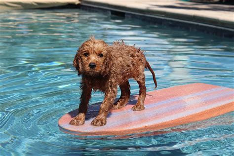 Where to Find Dog Swimming Pools in Suffolk | Woodfarm Barns