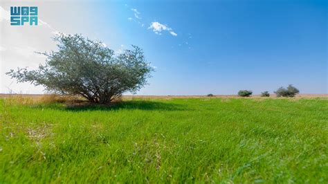 Imam Turki Bin Abdullah Royal Reserve Enjoys A Unique Ecological And