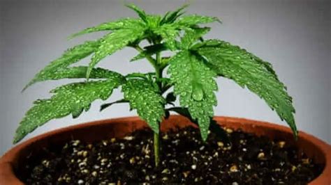 The Best Indoor Growing Marijuana Guide I Growing Marijuana Blog