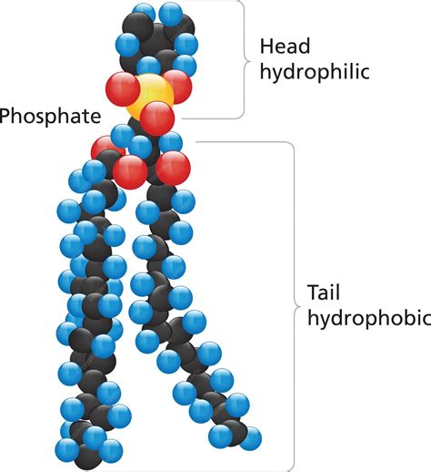 Premium Vector | Plasma membrane phospholipids