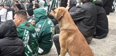 Coritiba Adota Cachorro Famoso Por Assistir A Jogo No Couto Pereira