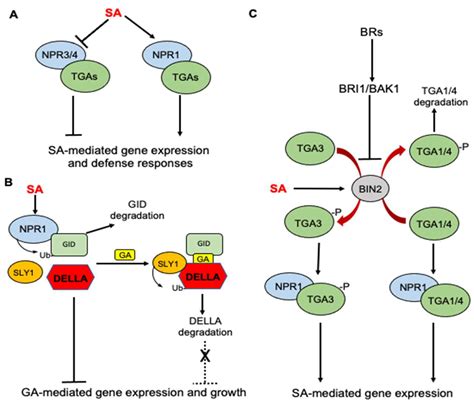 Cells Free Full Text Shared And Related Molecular Targets And