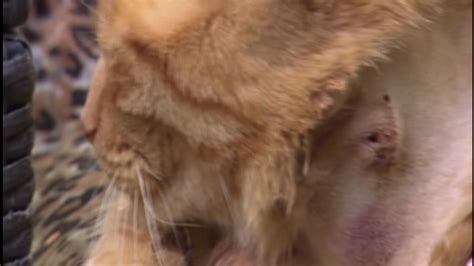 Cat named Hank survives snake bite from tiger snake in Australia ...