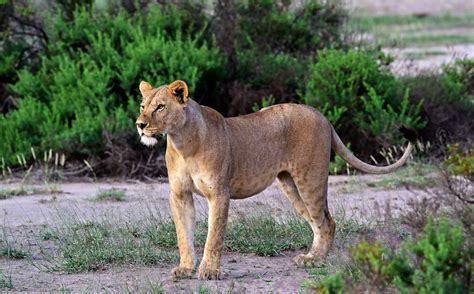 20230519 Game Drives At Lake Nakuru National Park Kenya 2 Flickr