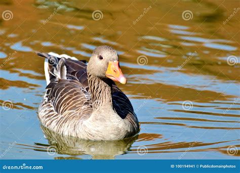 P Ssaro Pato P Ssaro De Gua Gansos Dos Patos E Cisnes Imagem