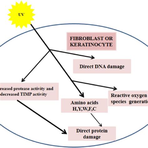 Potential mechanism of skin photoageing. UV -irradiation affect the... | Download Scientific Diagram