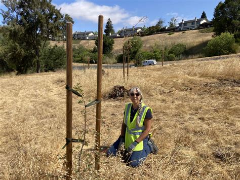 Caltrans Approves Adopt A Highway Tree Permit Benicia Tree Foundation