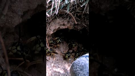 Angry Underground Yellow Jackets Nest Fyp Viral Hornetking Wasp Youtube