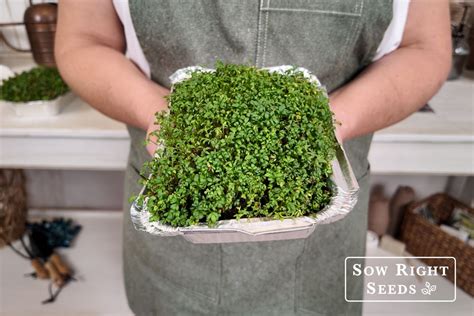 Cress Microgreens Easy Steps To Grow And Harvest In Days Sow Right Seeds