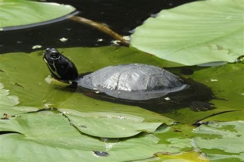 Northern Red Bellied Cooter From Sussex County DE USA On June 13