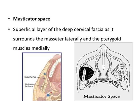 Surgical Anatomy Of Deep Neck Spaces