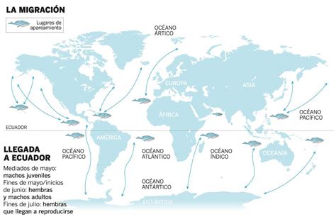 Las ballenas jorobadas y su migración una guía infográfica de una