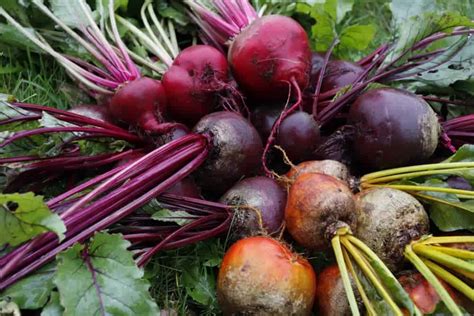 Beetroot Varieties In Australia | Lawn.com.au