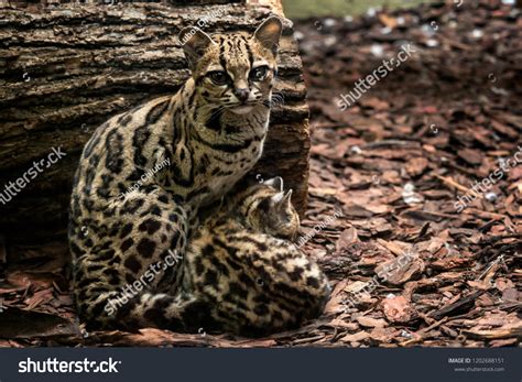 Margay Leopardus Wiedii Female Baby Margay Stockfoto