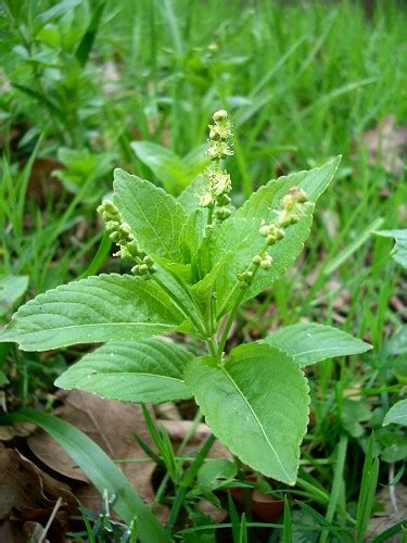 Dogs Mercury Mercurialis Perennis