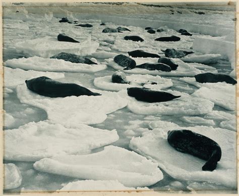 Vintage Photos from the Australasian Antarctic Expedition