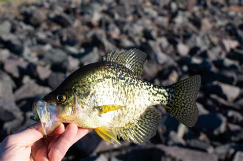 8 Best Crappie Lakes In Michigan Abundant Catch Awaits