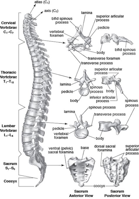 Vertebral Column