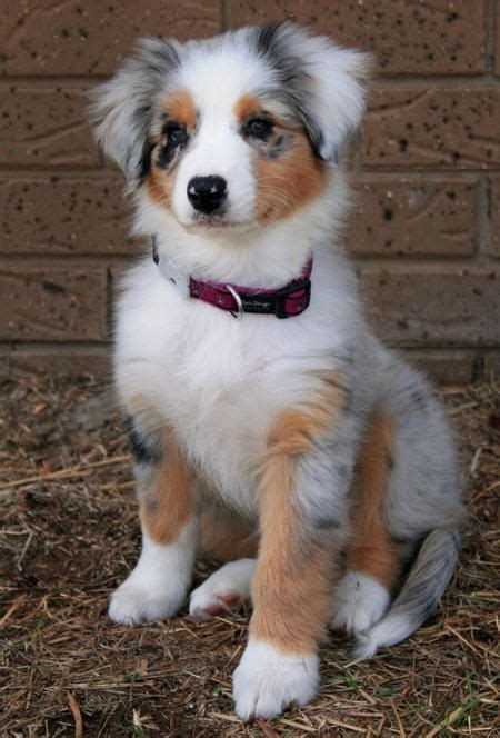 Reasons You Should Cuddle Your Australian Shepherd More Often