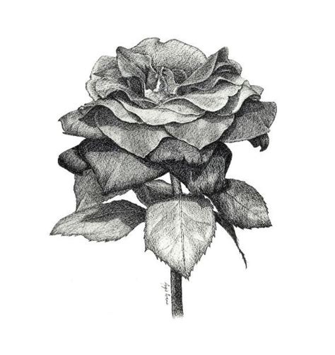 Gothic Rose Drawing at PaintingValley.com | Explore collection of ...