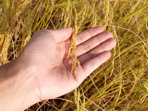 Images Gratuites Main Arbre La Nature Herbe Croissance Champ