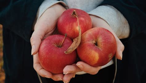 The National Apple Harvest Festival Event Go Where When