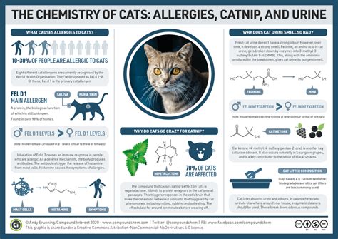 The Chemistry Of Cats Allergies Catnip And Urine Compound Interest