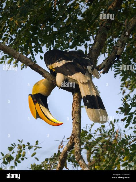 Great Indian Hornbill Or Buceros Bicornis At Kaziranga National Park