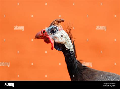 Helmeted Guinea Fowl Helmeted Guinea Fowl Helmeted Guineafowls