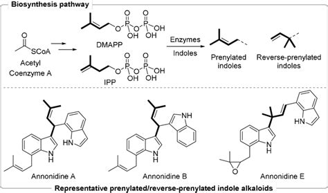 Prenylation/reverse prenylation of indoles in nature. | Download Scientific Diagram