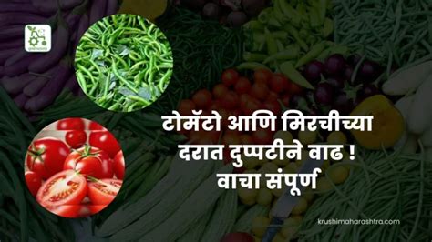 Vegetable Market Price टोमॅटो आणि मिरचीच्या दरात दुप्पटीने वाढ वाचा संपूर्ण कृषी महाराष्ट्र