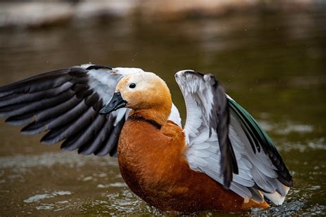 Ruddy Shelduck Duck Bird Free Photo On Pixabay