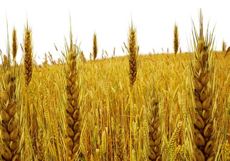 Wheat clipart wheat tares, Wheat wheat tares Transparent FREE for ...