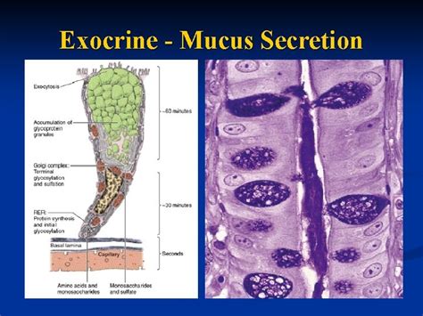 Glandular Epithelial Tissues A General Features Functions 1