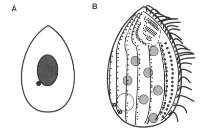 Tetrahymena thermophila - microbewiki