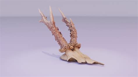 Deer Skull With Horns High Poly 3d Model Model Turbosquid 1927819