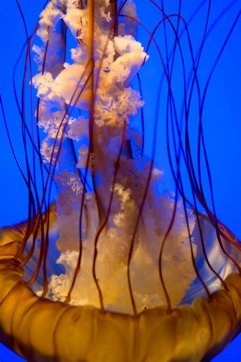 Close-up on orange jellyfish tentacles | Jellyfish tentacles, Tentacle ...