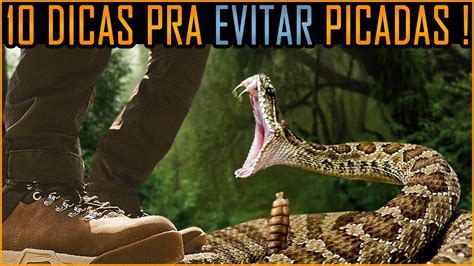 Picada De Cobra 10 Dicas Pra Evitar Vc Precisa Saber YouTube