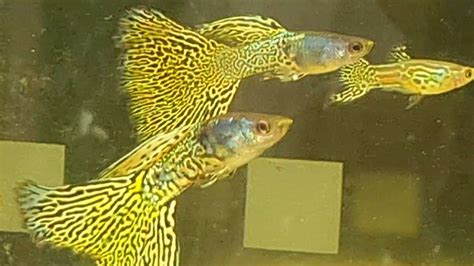 Yellow Metallic Lace Guppies The Most Beautiful Guppy Fish At Jaden S