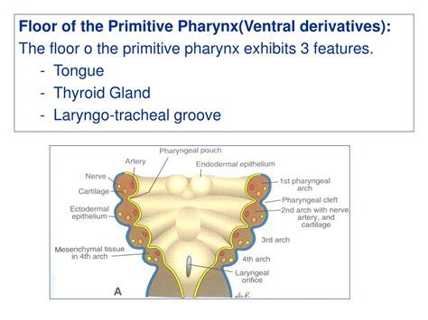 Ppt Branchial Apparatus Powerpoint Presentation Free Download Id 9212088