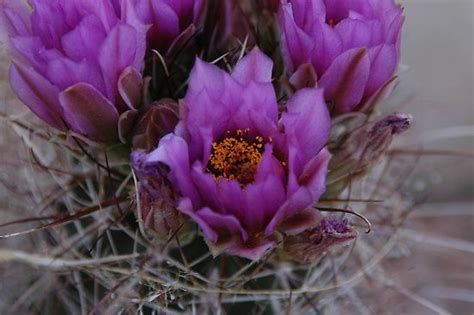 Purple flowering cactus by Brandee | Blooming cactus, Cactus, Purple ...