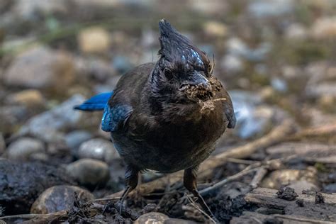 Stellar S Jay Got Mud While Calculating The Price Of Rice In China I