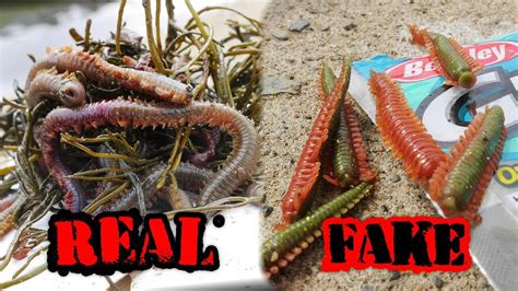 Berkley Gulp Sandworm Vs Live Pile Worm Which Will Catch More Fish