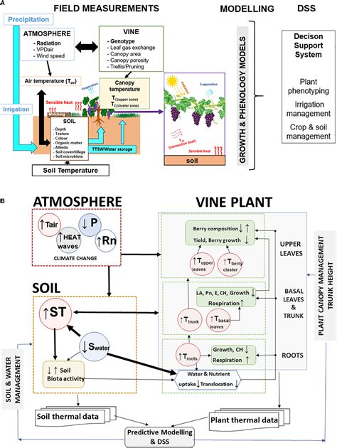 Frontiers The Role Of Soil Temperature In Mediterranean Vineyards In