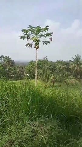 Sawah Produktif Luas 4950 M2 Mangku Irigasi Dekat Dg Jl Aspal Akses